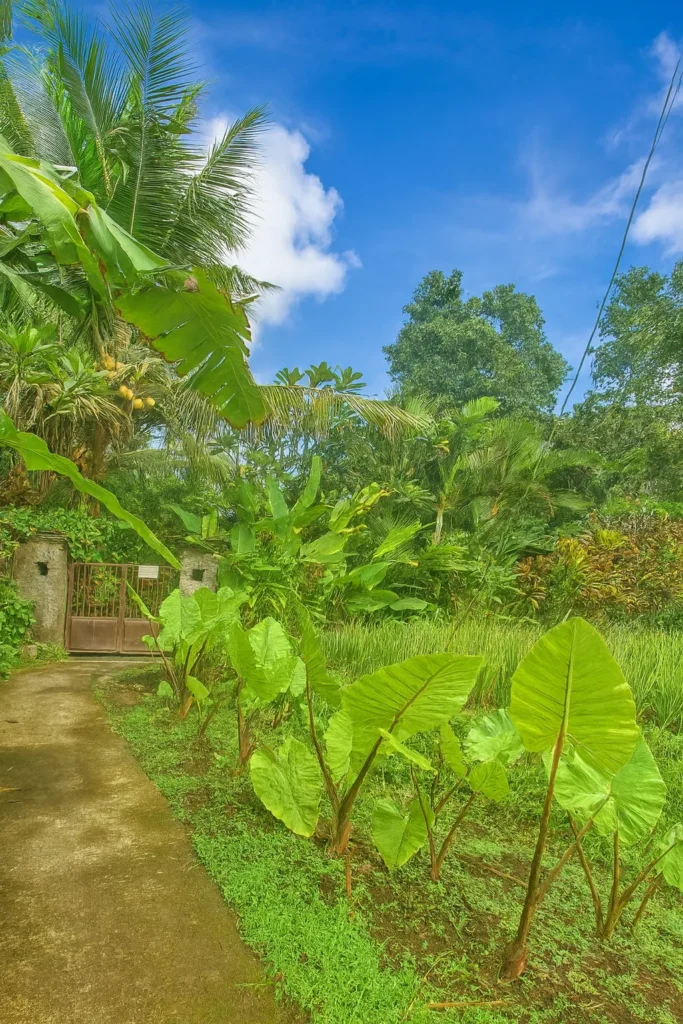Entrance Walkpath Jungle Hideaway Villas
